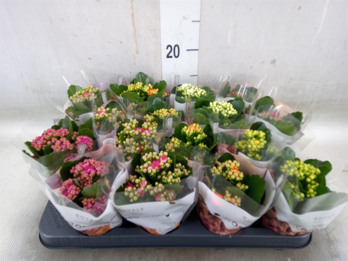 <h4>Kalanchoe blos. 'RoyalDon'   ..mix</h4>