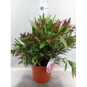 Nerium oleander   ...