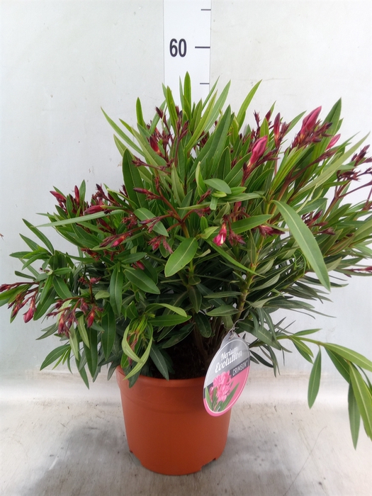 <h4>Nerium oleander   ...</h4>