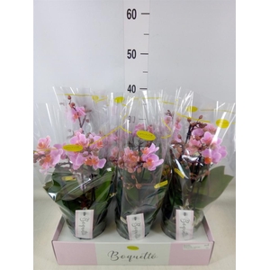 Phalaenopsis multi.   ...rose