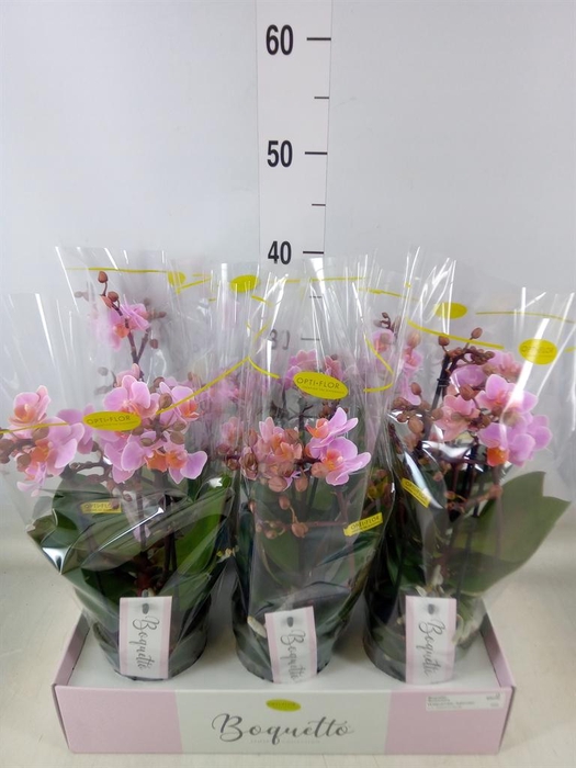 <h4>Phalaenopsis multi.   ...rose</h4>