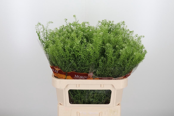 <h4>Lepidium Green Bell</h4>