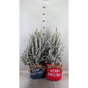 Picea glauca 'December'