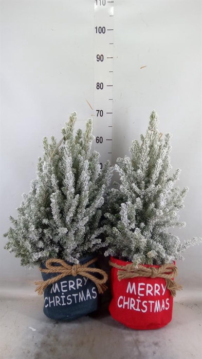 <h4>Picea glauca 'December'</h4>