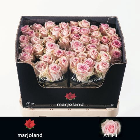<h4>R Gr Sweet Dolomiti Marjoland</h4>