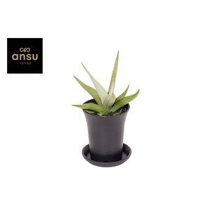 Sansevieria Comet Pastel Grey No.1 in sierpot