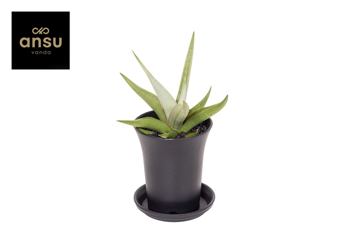 <h4>Sansevieria Comet Pastel Grey No.1 in sierpot</h4>