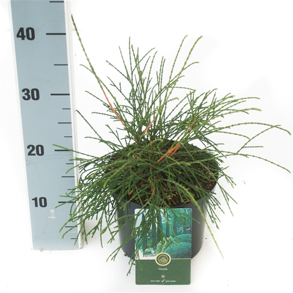 <h4>Thuja o. 'Filiformis'</h4>