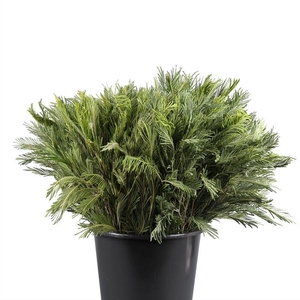 Mimosa Zilver