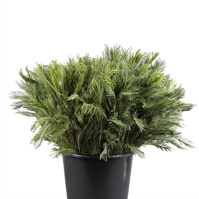 <h4>Mimosa Zilver</h4>