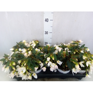 Begonia boliv. 'Beauvilia White'