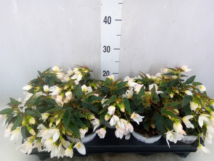 <h4>Begonia boliv. 'Beauvilia White'</h4>