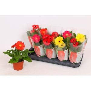 Gerbera Colourgame (25-33)