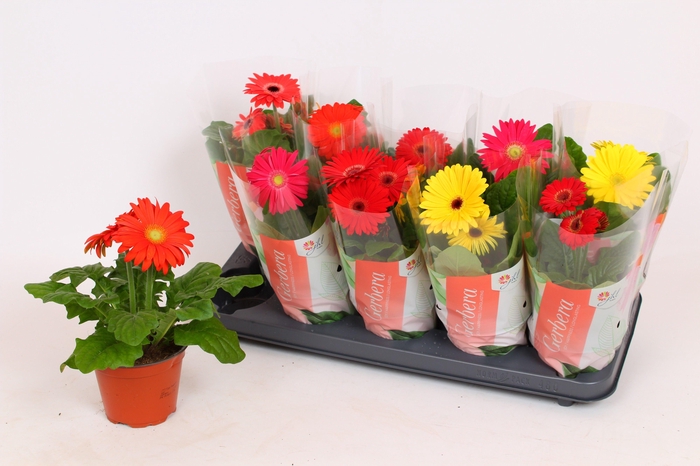 <h4>Gerbera Colourgame (25-33)</h4>