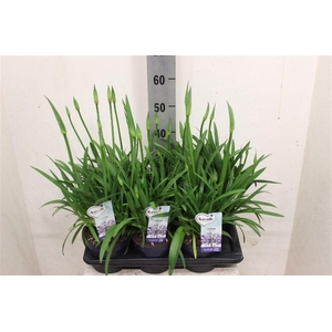 Agapanthus Amourette Superb