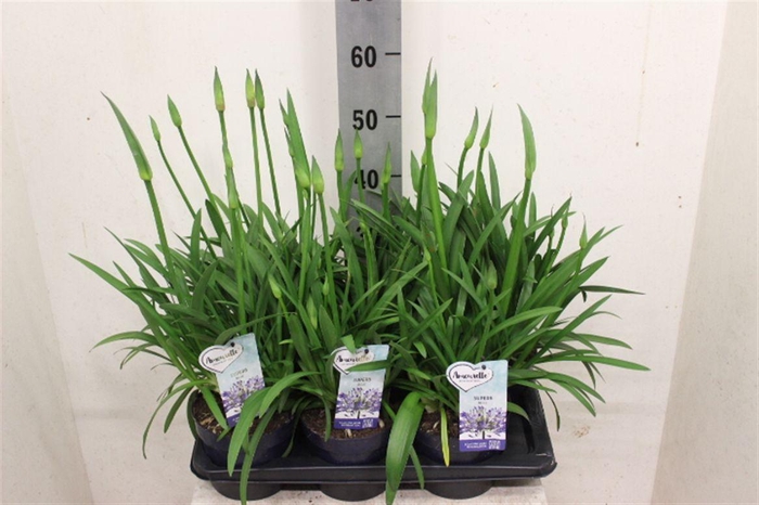 <h4>Agapanthus Amourette Superb</h4>