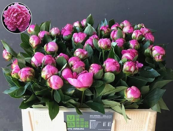 <h4>PAEO L ALEX FLEMING</h4>