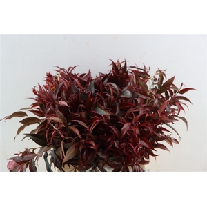 Leucothoe Klbh Rood