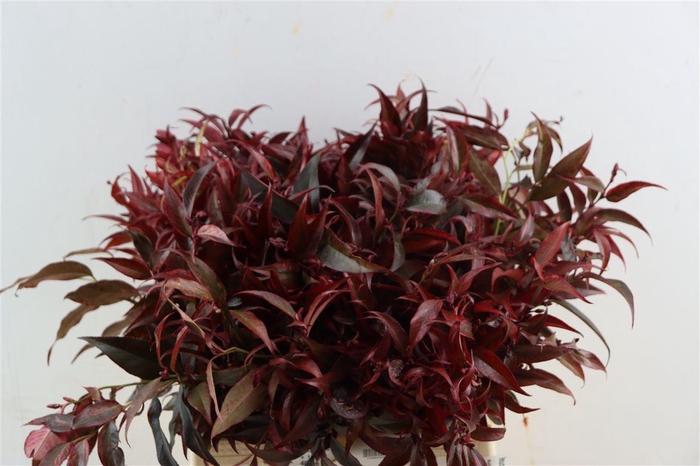 <h4>Leucothoe Klbh Rood</h4>