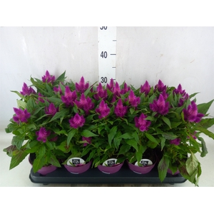 Celosia arg. SP 'Deep Purple'