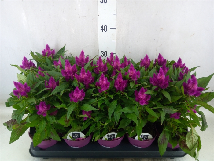 <h4>Celosia arg. SP 'Deep Purple'</h4>