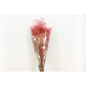 Pres Gypsophila Dusty Fuchsia Bunch