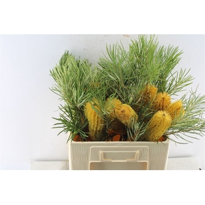 Banksia Collina
