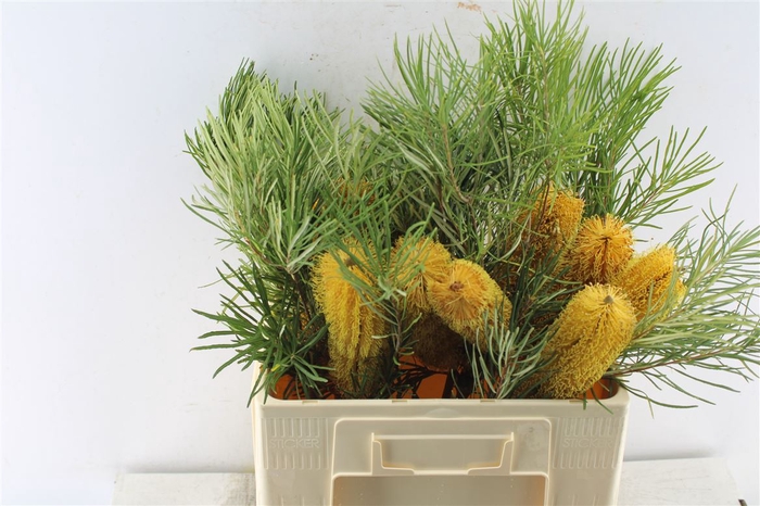 <h4>Banksia Collina</h4>