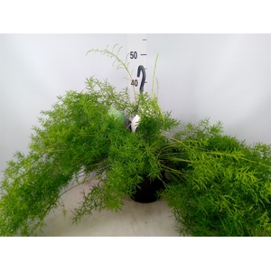 Asparagus dens. 'Sprengeri'