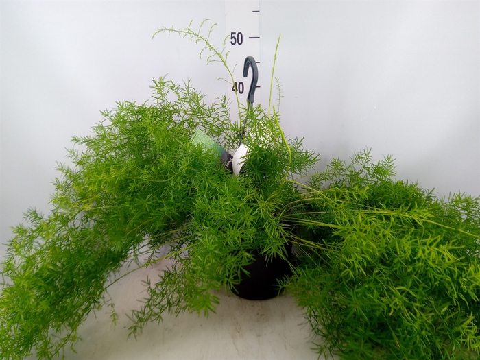 <h4>Asparagus dens. 'Sprengeri'</h4>