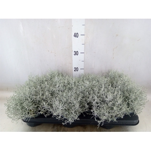 Leucophyta     [Calocephalus]