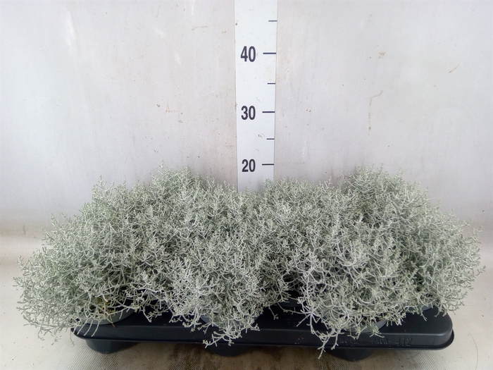 <h4>Leucophyta     [Calocephalus]</h4>
