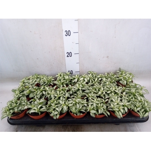 Fittonia  'Mosaic White Forest Fla'