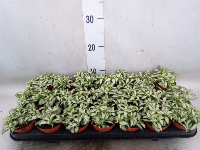 <h4>Fittonia  'Mosaic White Forest Fla'</h4>