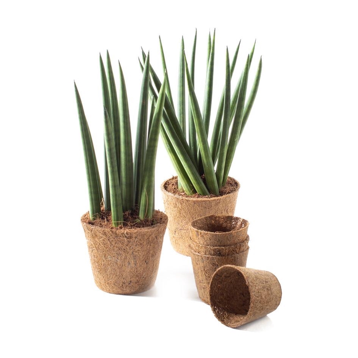 <h4>62403700 24 cm Cocoz pots

 p26</h4>