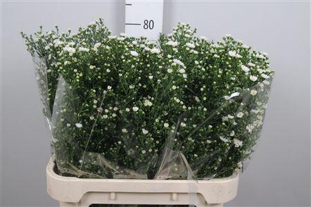 <h4>Ast Paquita</h4>