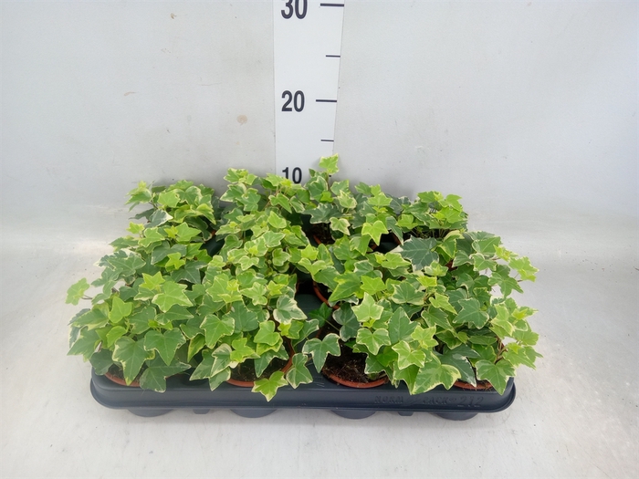 <h4>Hedera helix 'Eva'</h4>