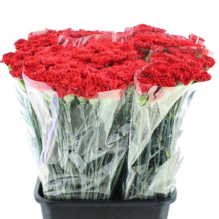 <h4>Di St Arona Red X 160</h4>