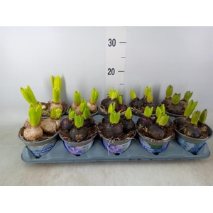 Hyacinthus orie.   ...mix 3