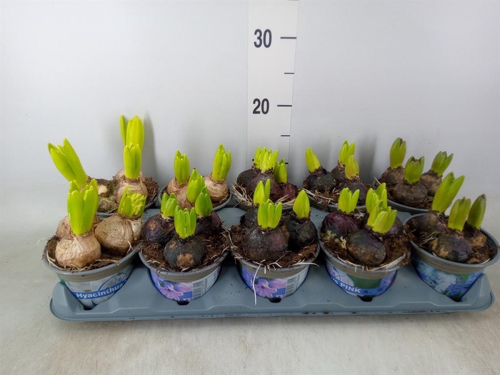 <h4>Hyacinthus orie. ...mix 3</h4>