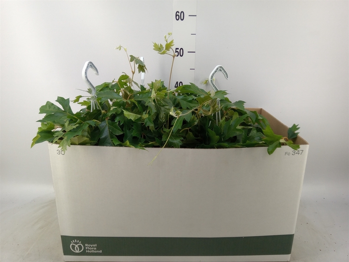 <h4>Cissus rhombifolia 'Ellen Danica'</h4>