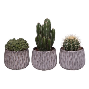 CACTACEAE P12 L 582