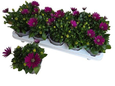 <h4>Osteo Fp Purple</h4>