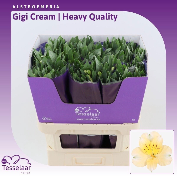 <h4>ALSTR GIGI CREAM</h4>