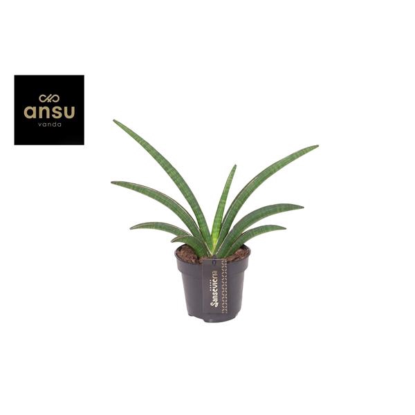 <h4>Sansevieria Tiara Grand Gazelle</h4>