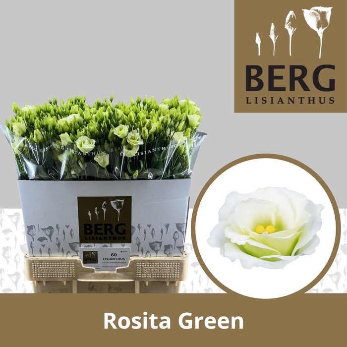 <h4>Lisianthus Rosita Green</h4>