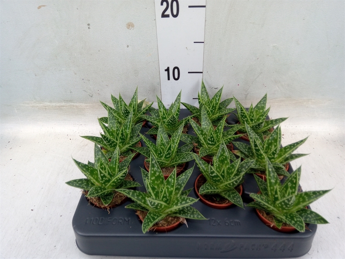 <h4>xGasteraloe  'Tess'</h4>