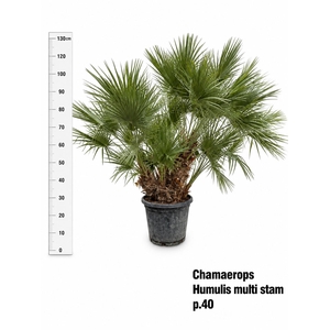 CHAM HUMILIS