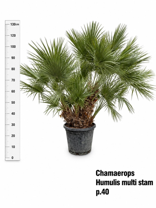 <h4>CHAM HUMILIS</h4>
