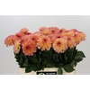 Dahlia Chanel
